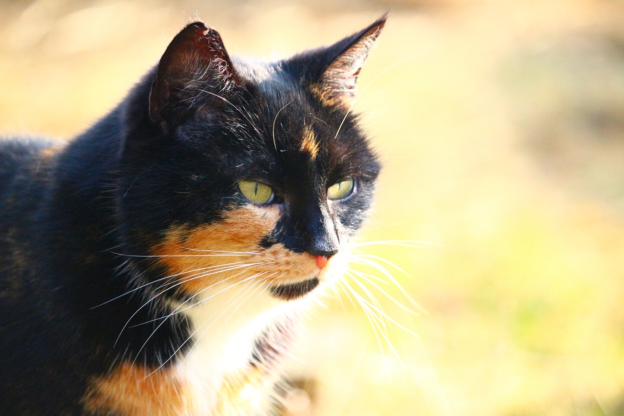 cat lucky cat three coloured free photo