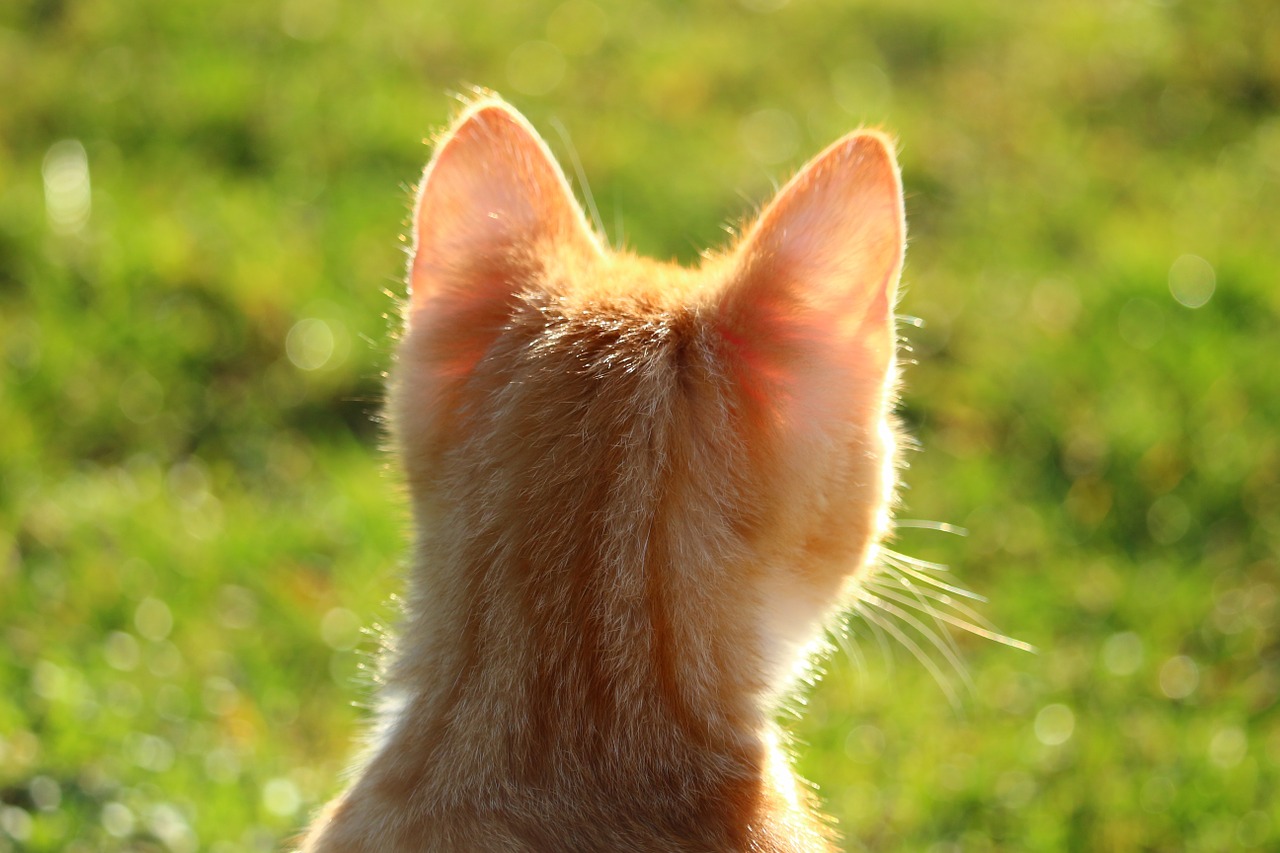 cat kitten red mackerel tabby free photo