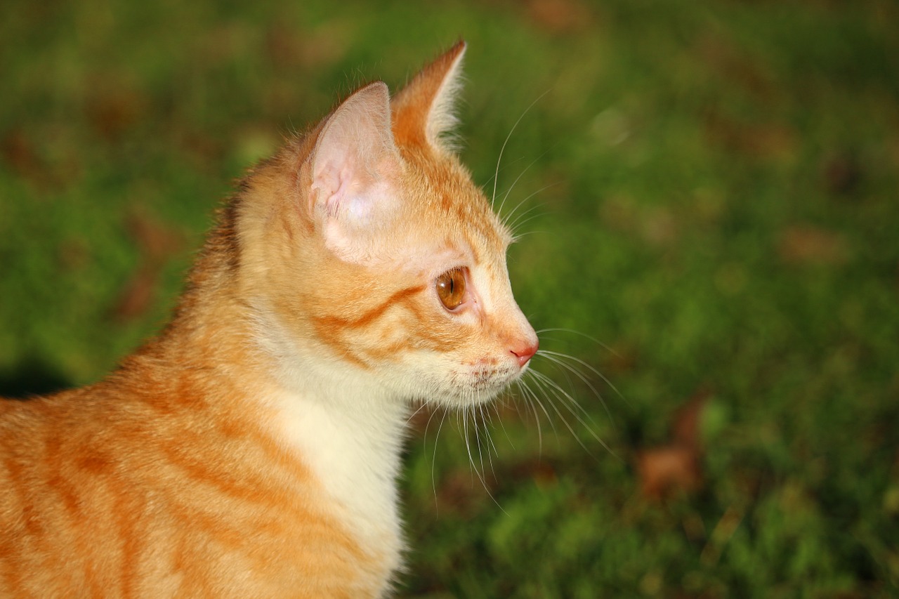 cat kitten red mackerel tabby free photo