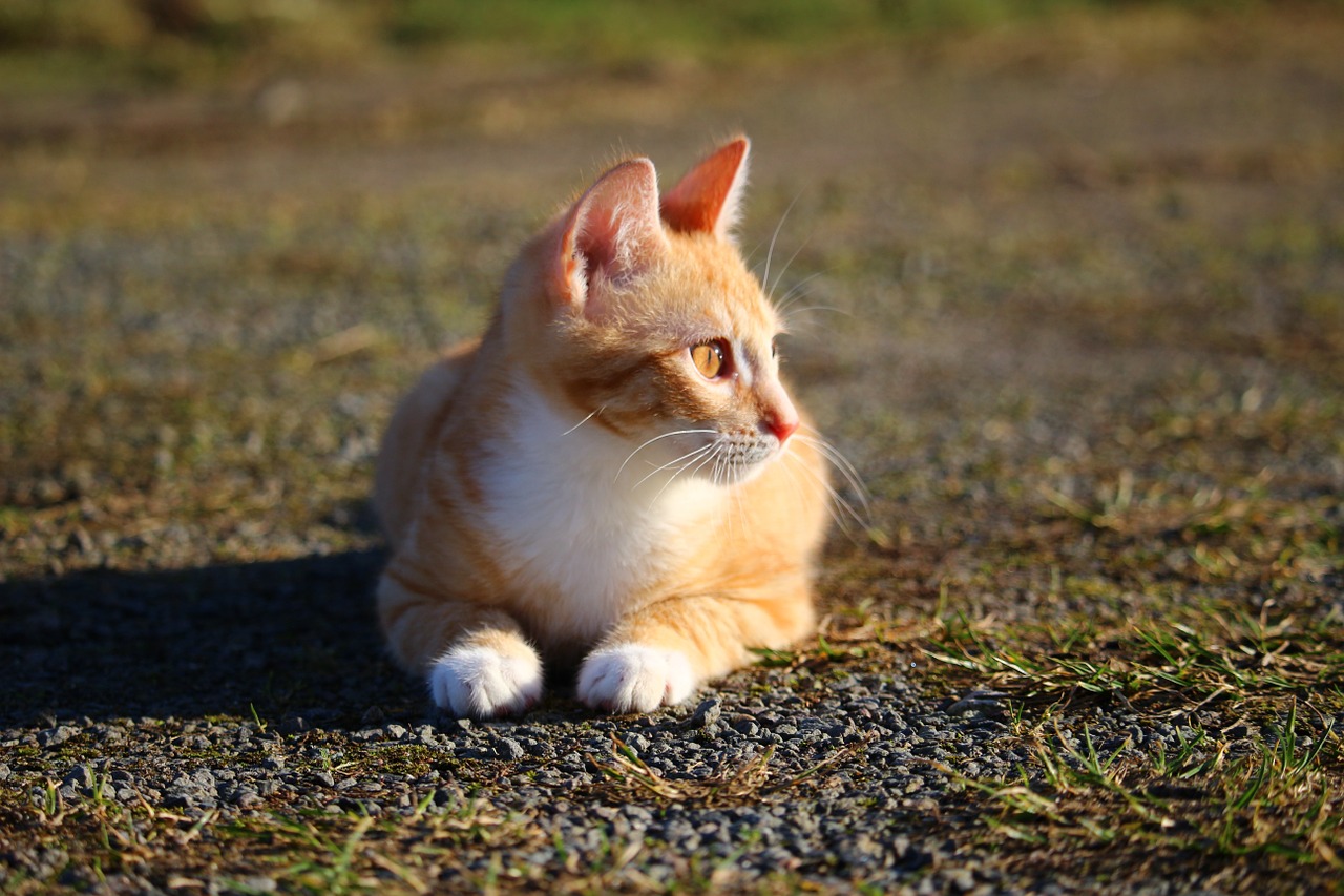 cat kitten red mackerel tabby free photo