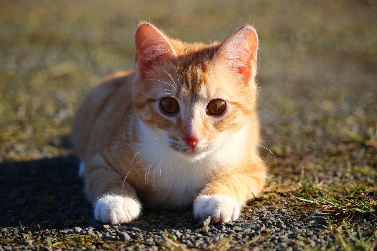 cat kitten red mackerel tabby free photo