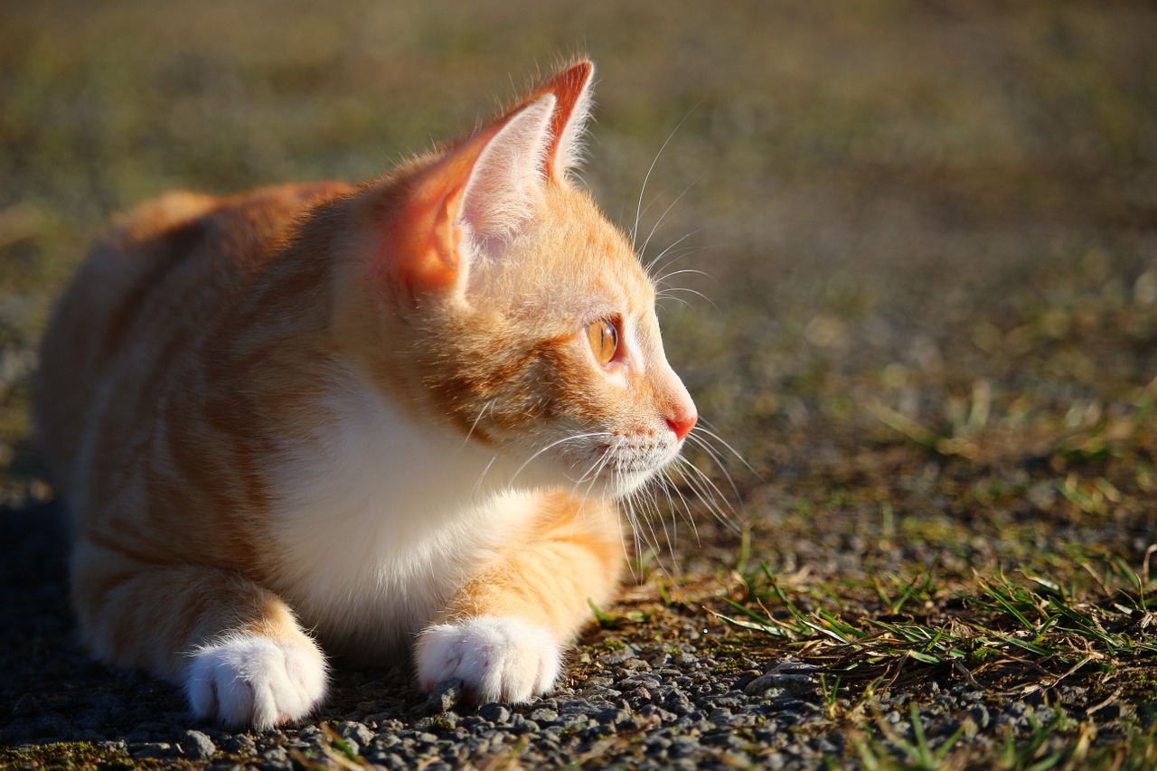 cat kitten red mackerel tabby free photo