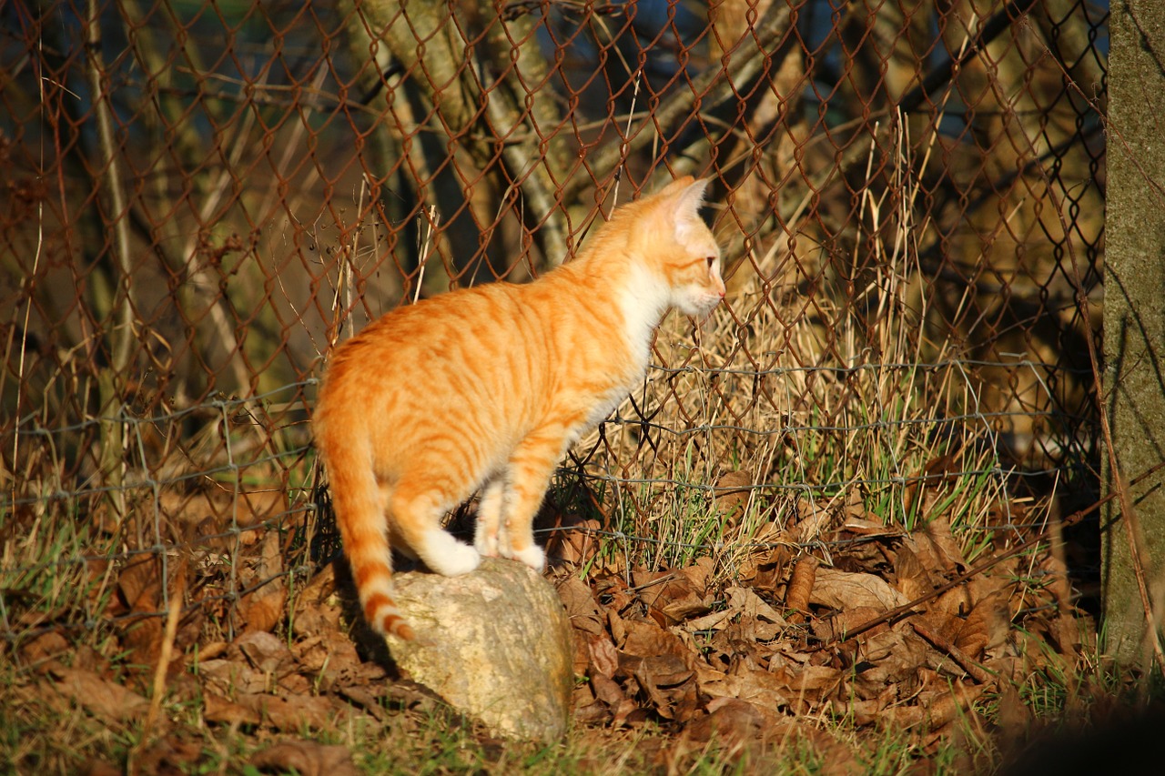 cat kitten red mackerel tabby free photo