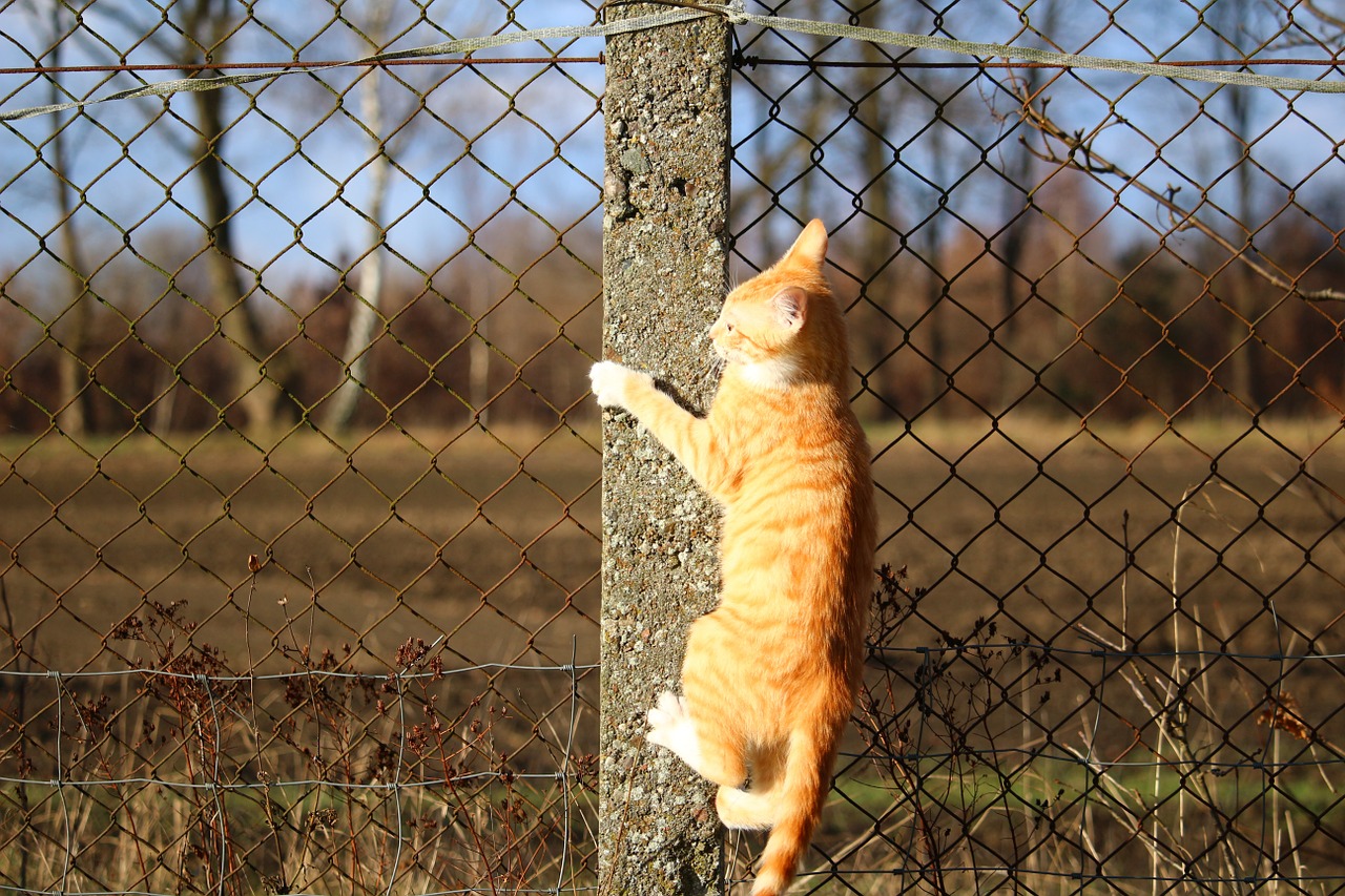 cat kitten red mackerel tabby free photo