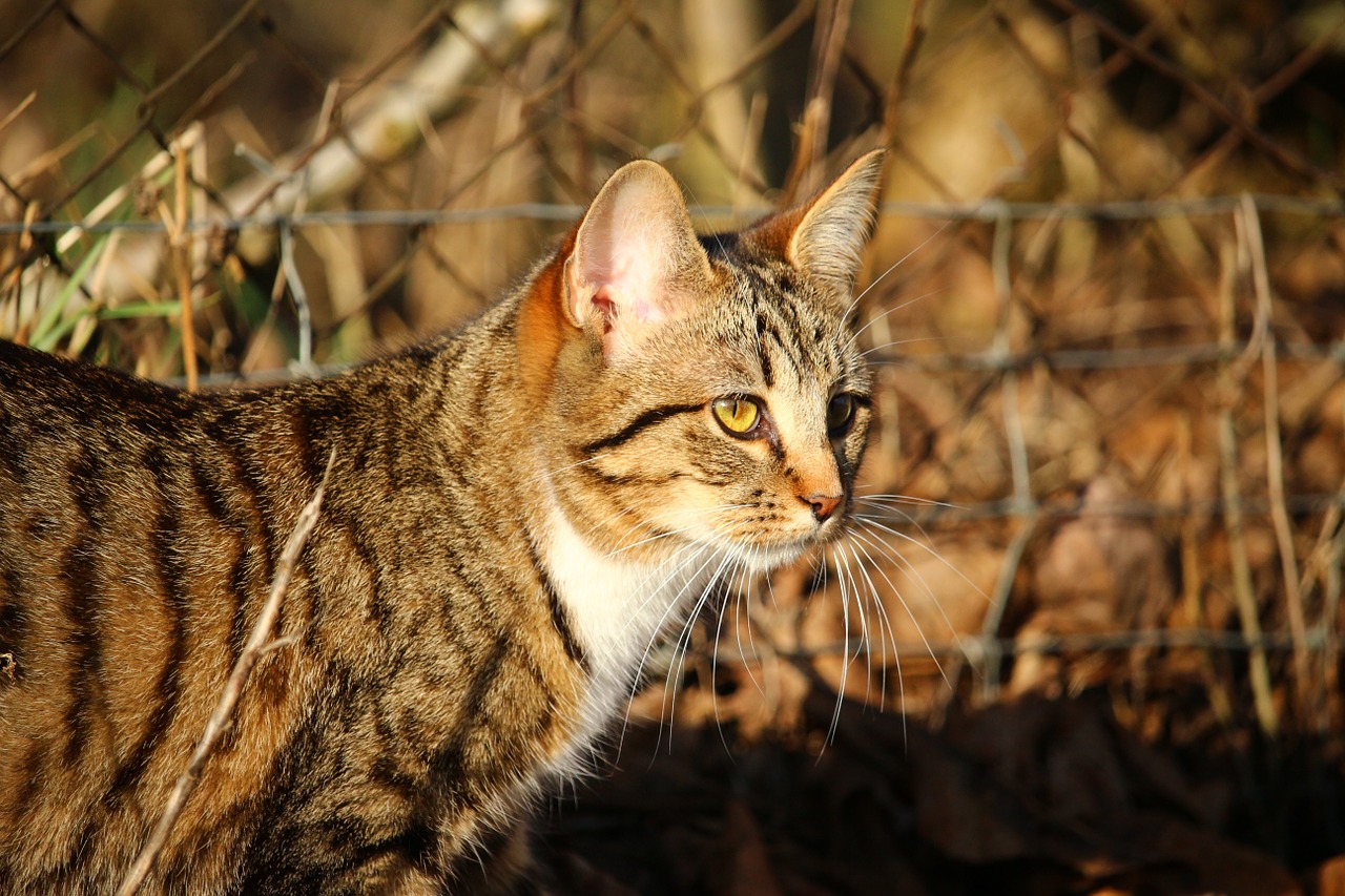 cat kitten mackerel free photo