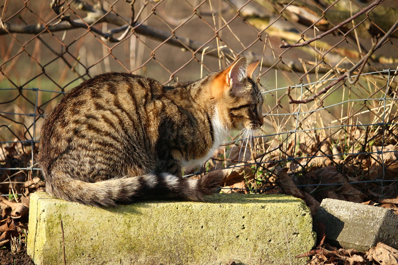 cat kitten mackerel free photo