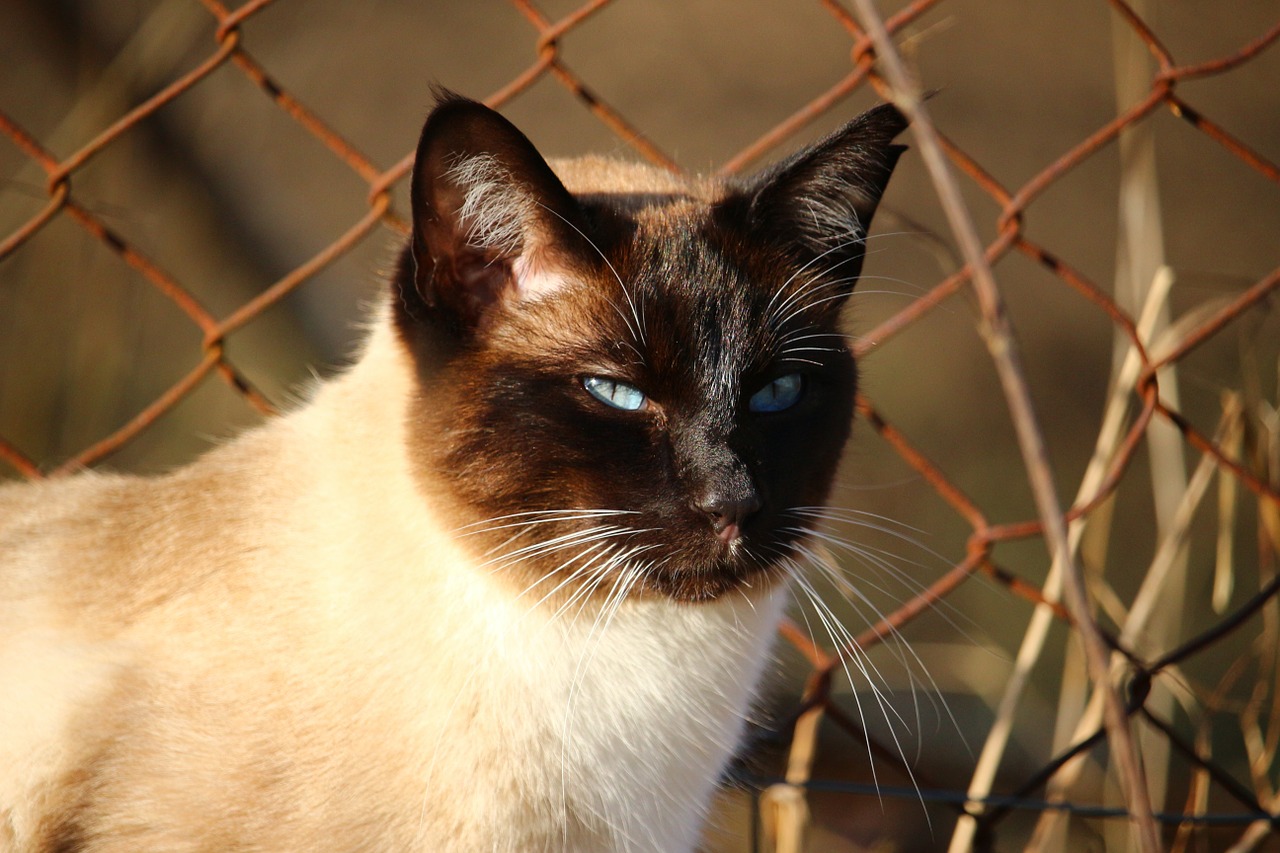 cat siamese cat siam free photo