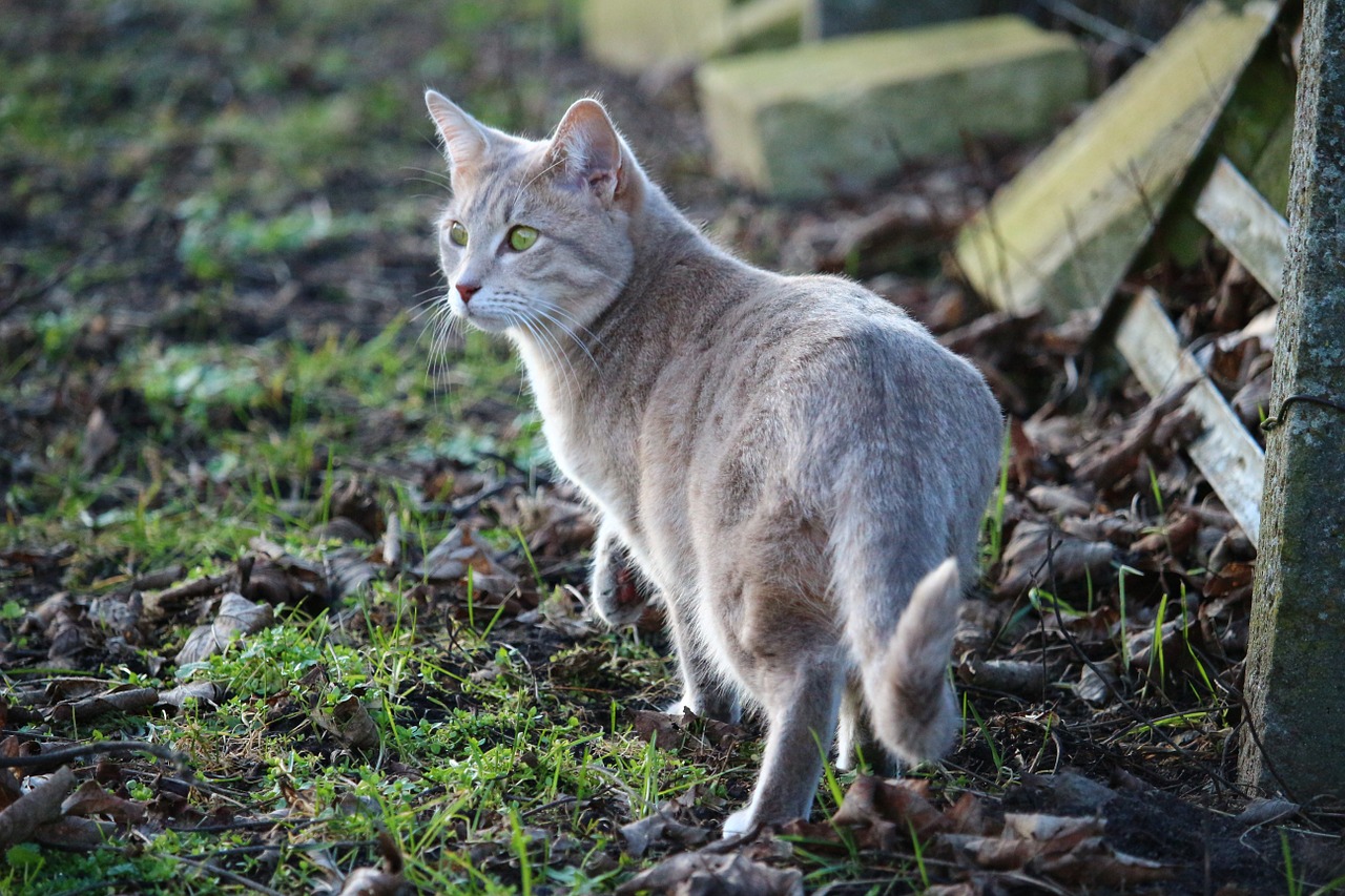 cat kitten mackerel free photo