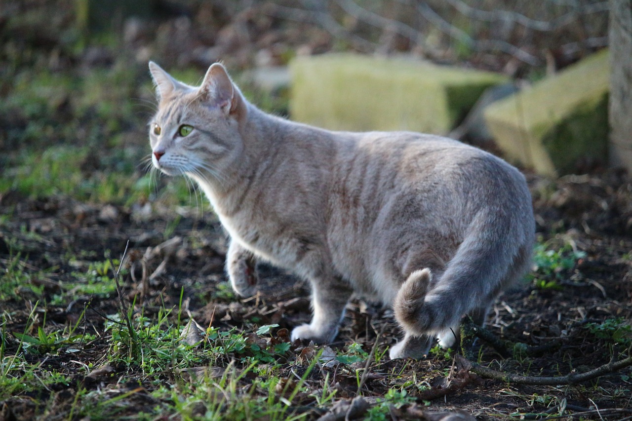 cat kitten mackerel free photo