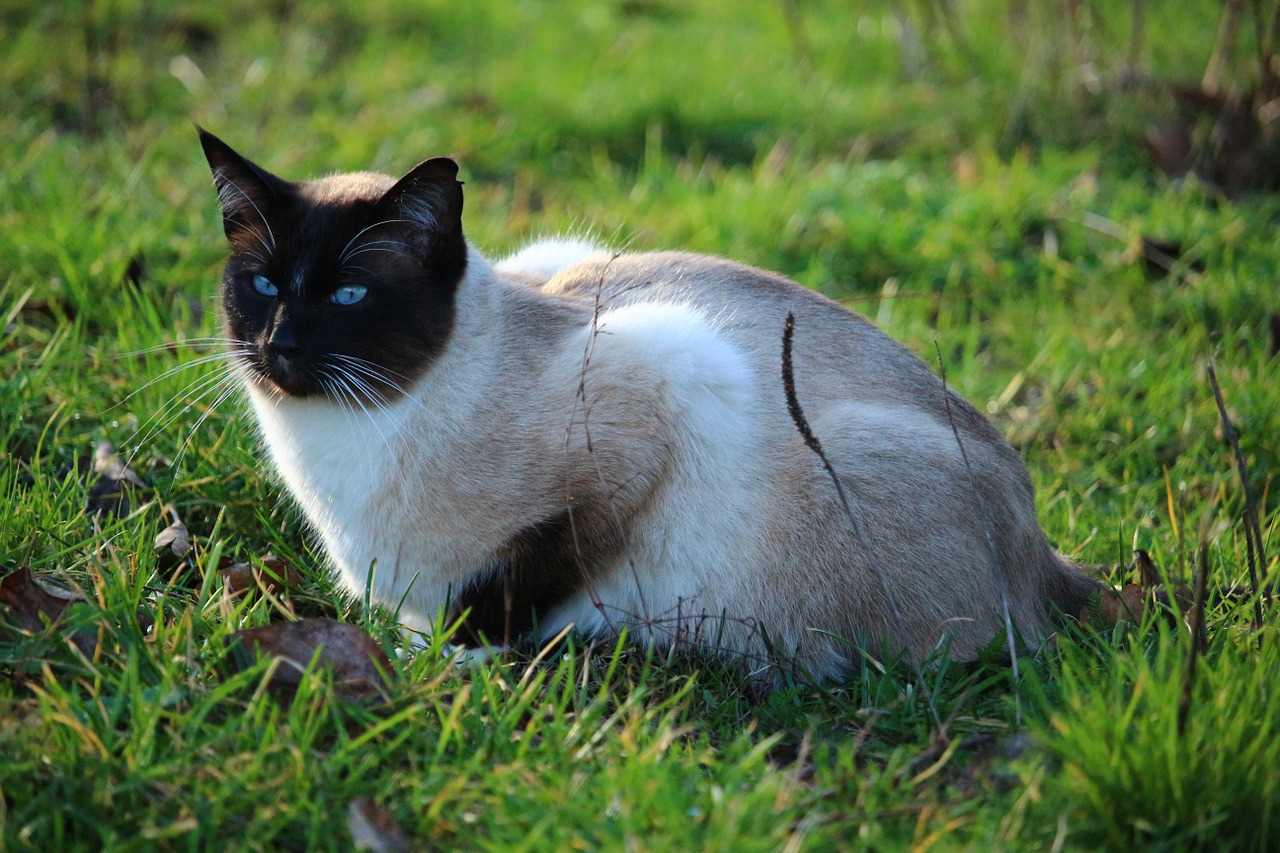 cat kitten siam free photo