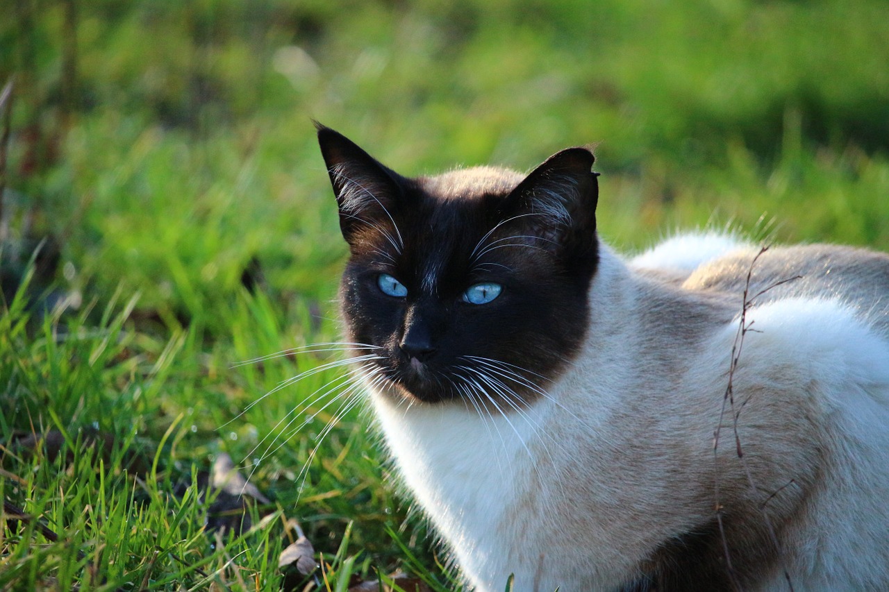 cat kitten siam free photo