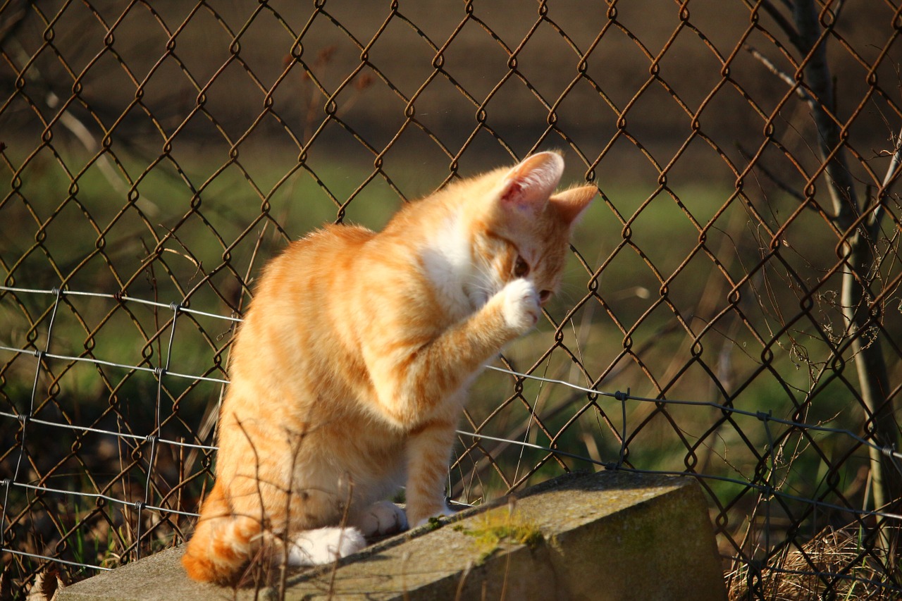 cat kitten mackerel free photo