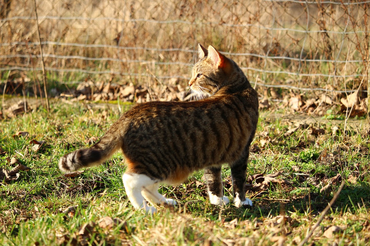 cat kitten mackerel free photo