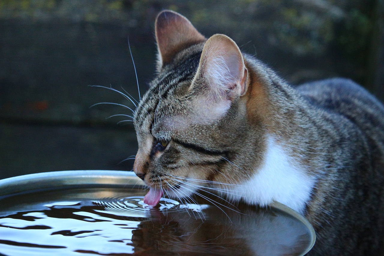 cat kitten drink free photo