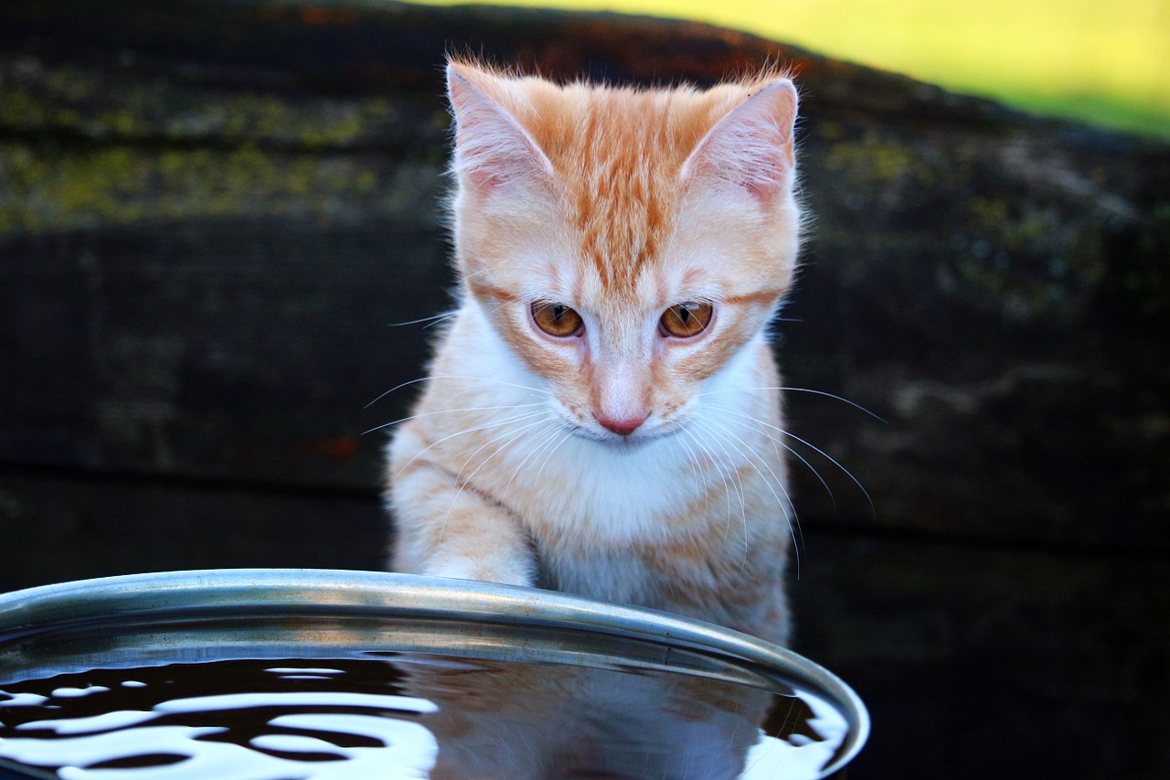 cat kitten red mackerel tabby free photo