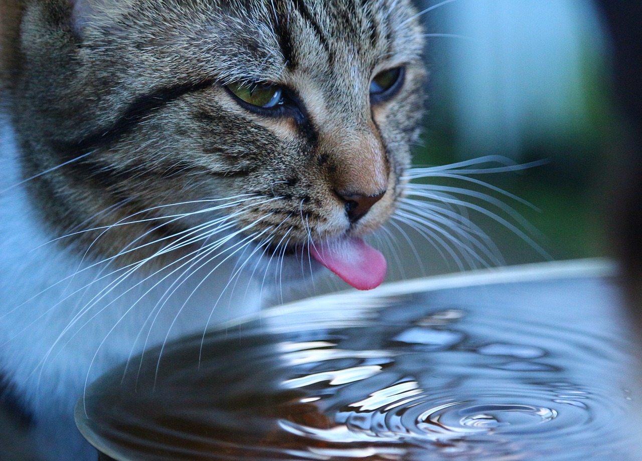 cat kitten water free photo