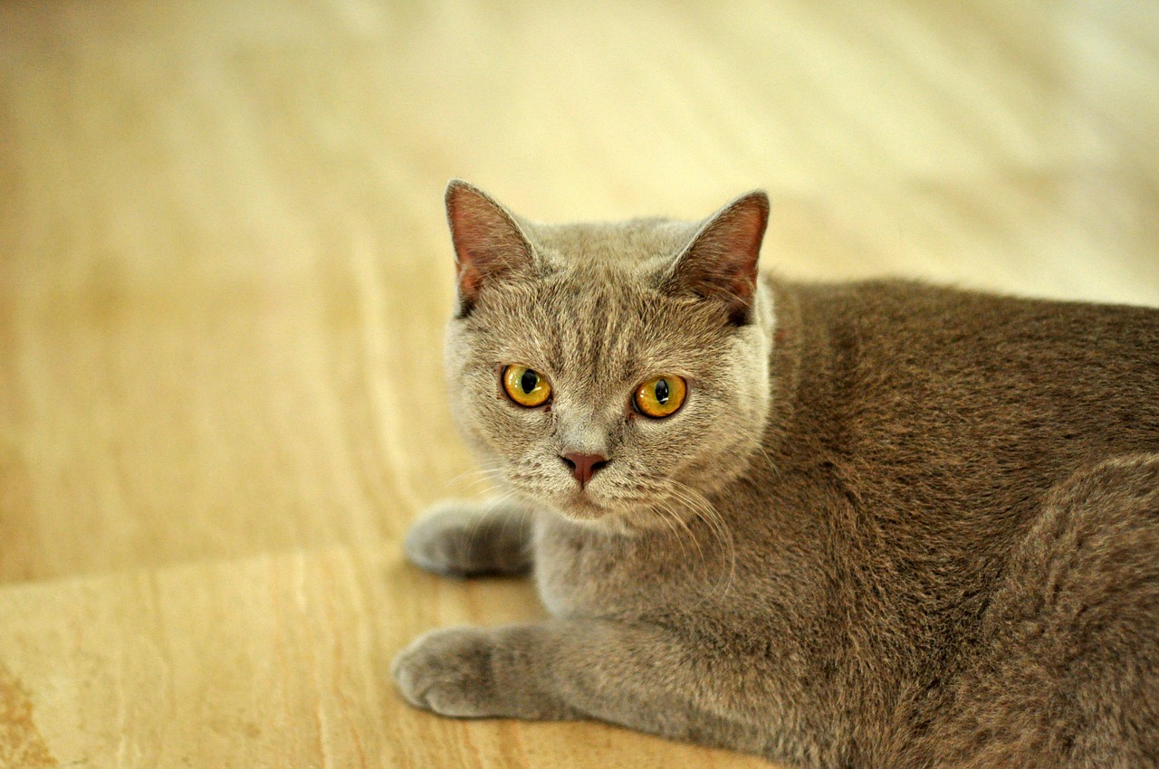 cat british shorthair shorthair free photo