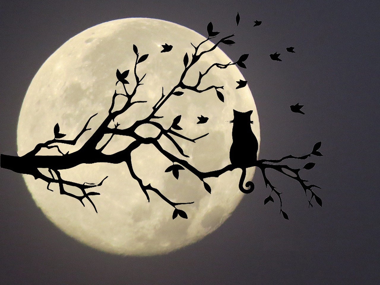 cat moon silhouette free photo