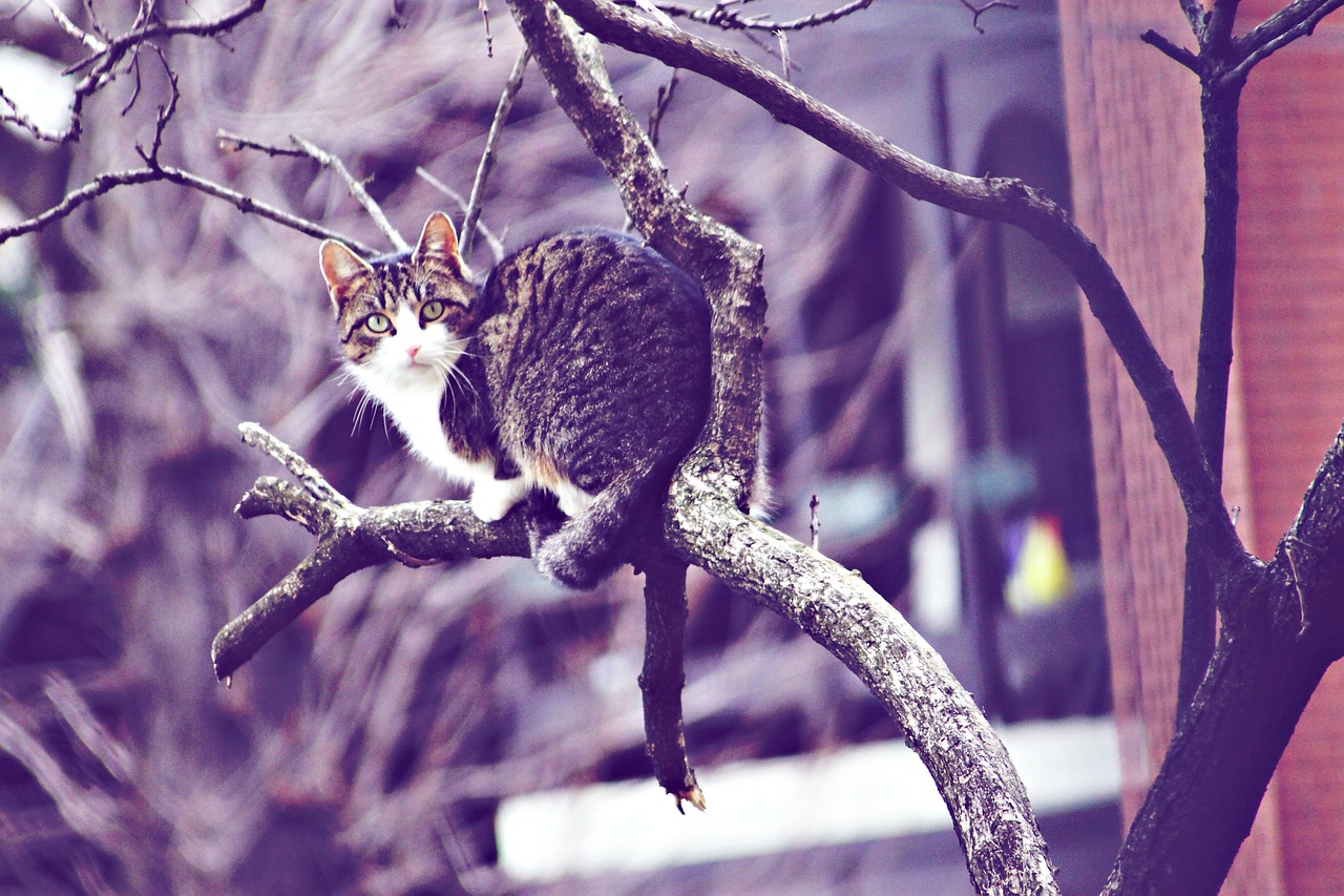 cat stray he is climbing up a tree free photo