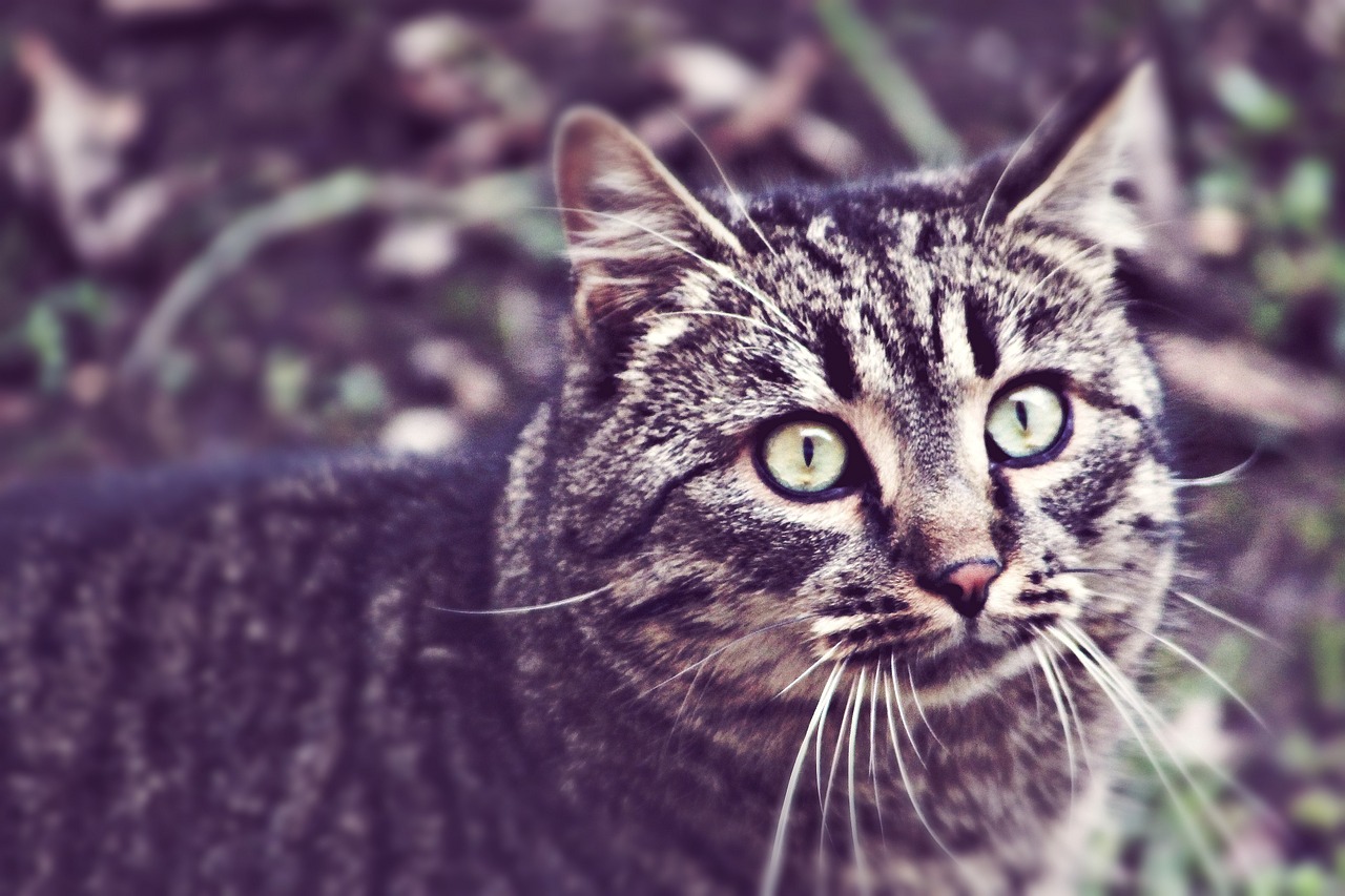 cat stray he is climbing up a tree free photo