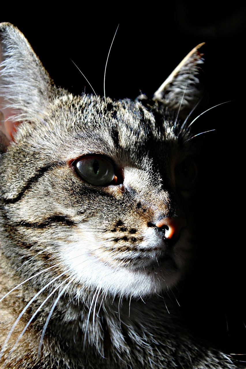 cat shadow pet portraits free photo