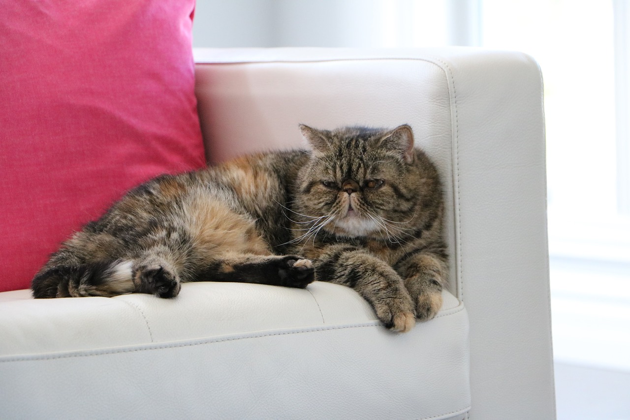 cat exotic shorthair couch free photo