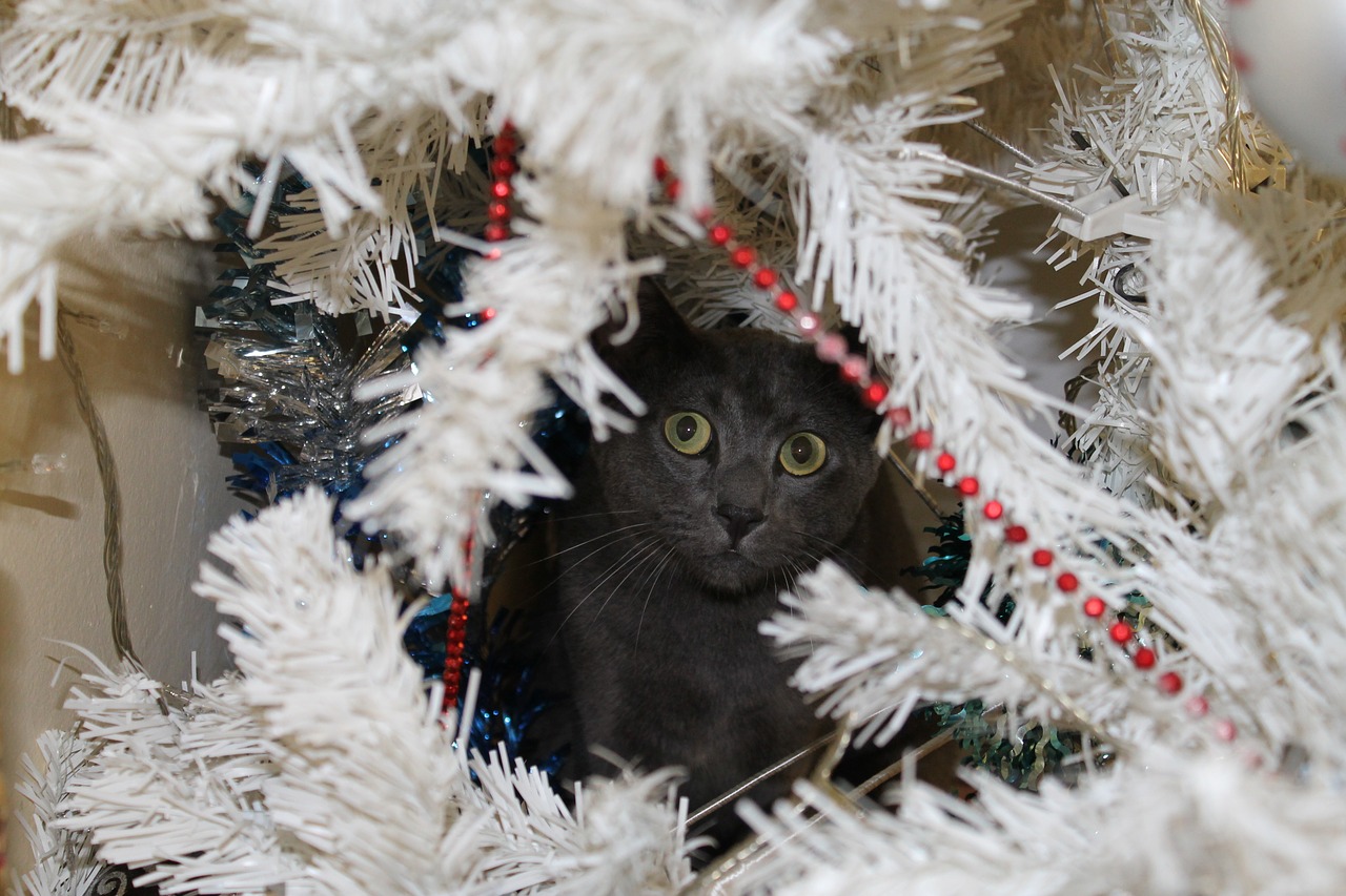 cat grey cat christmas tree free photo