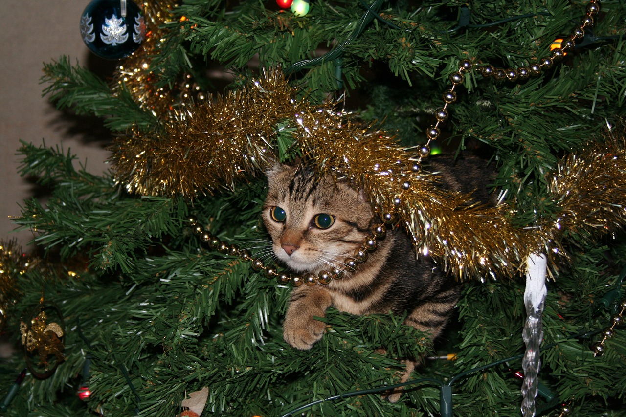 cat christmas tree free photo