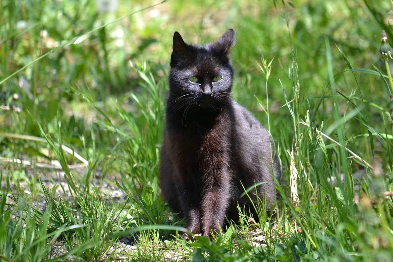 cat black sun free photo