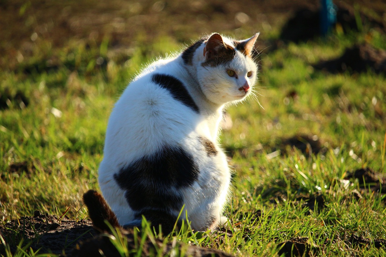 cat meadow domestic cat free photo