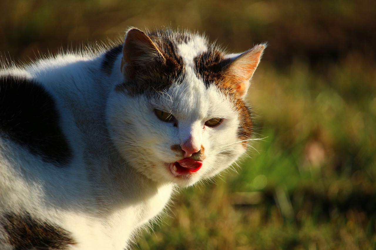 cat meadow domestic cat free photo