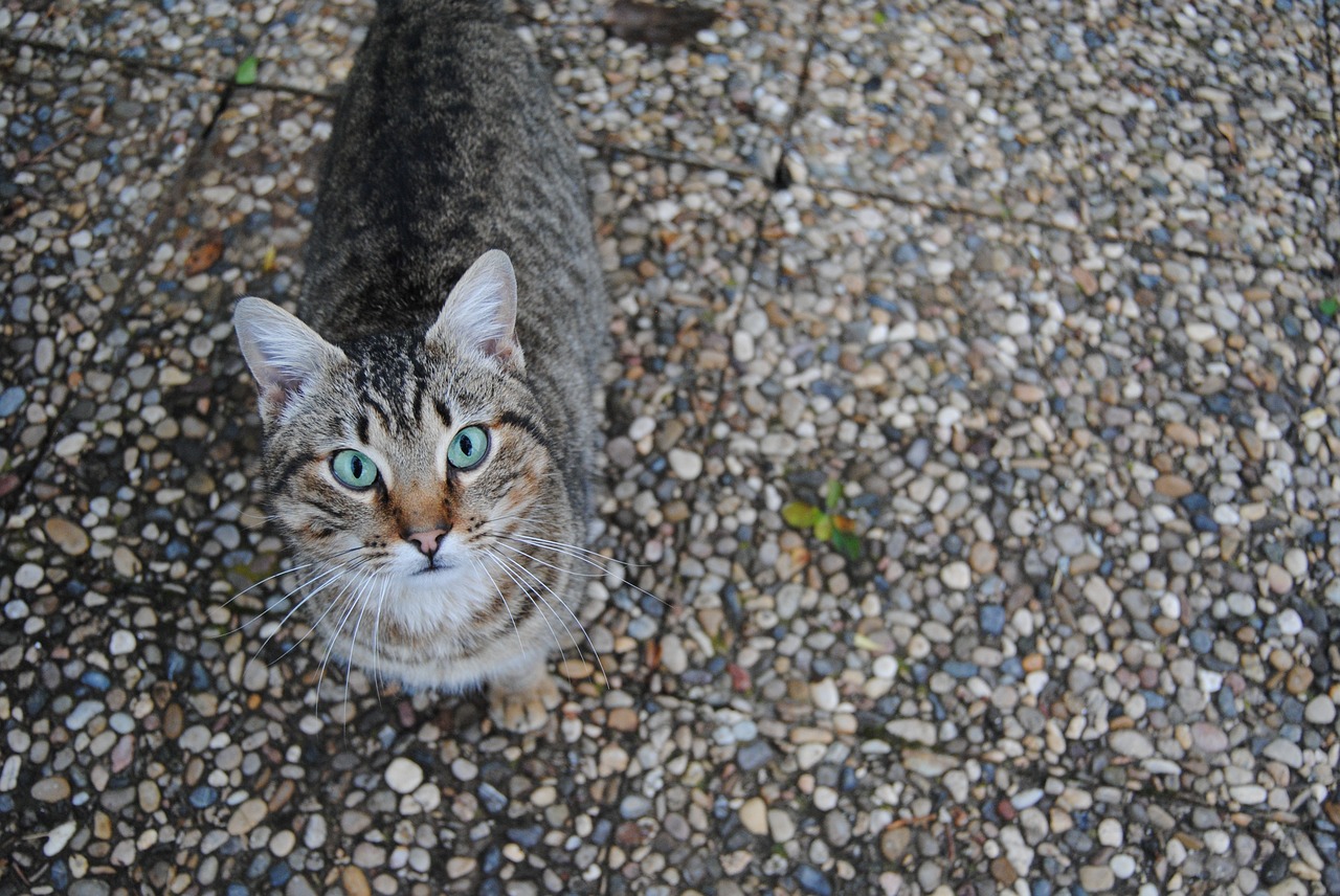 cat feline tabby free photo