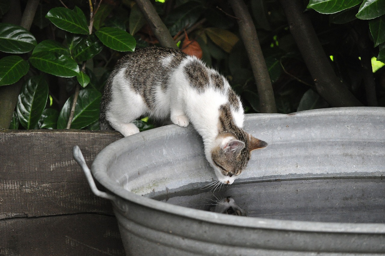 cat water mirroring free photo