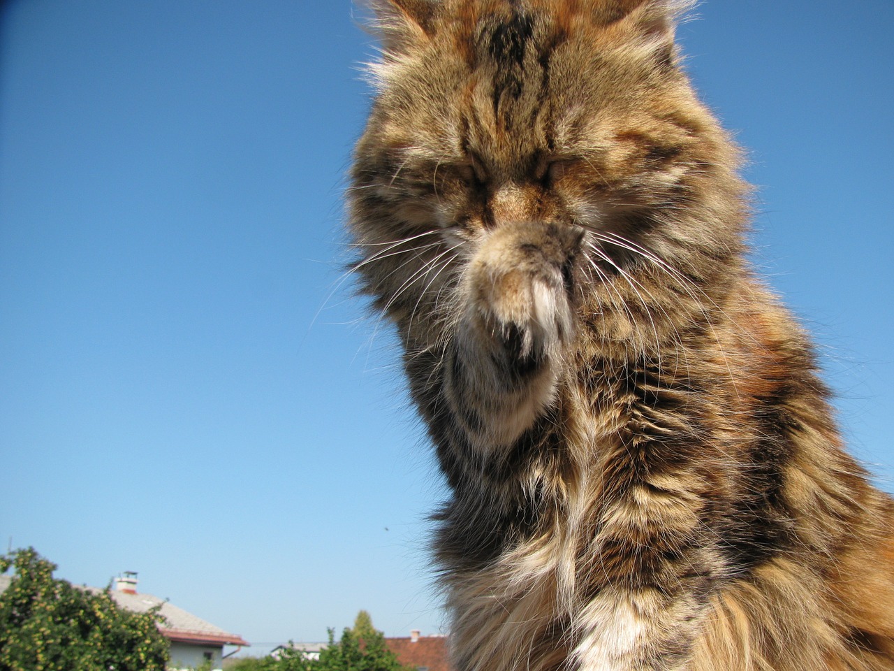 cat maine coon animal free photo