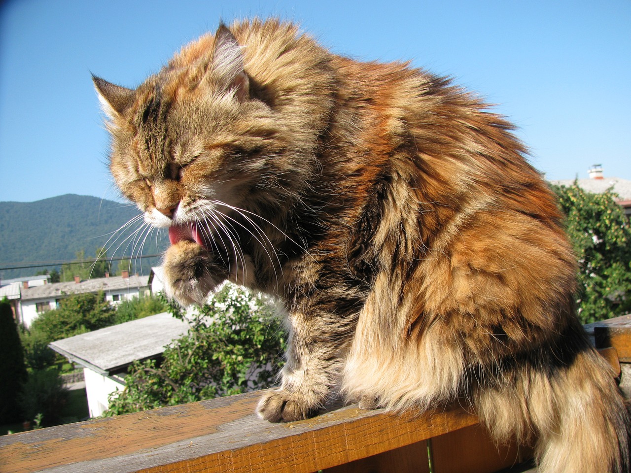 cat maine coon animal free photo