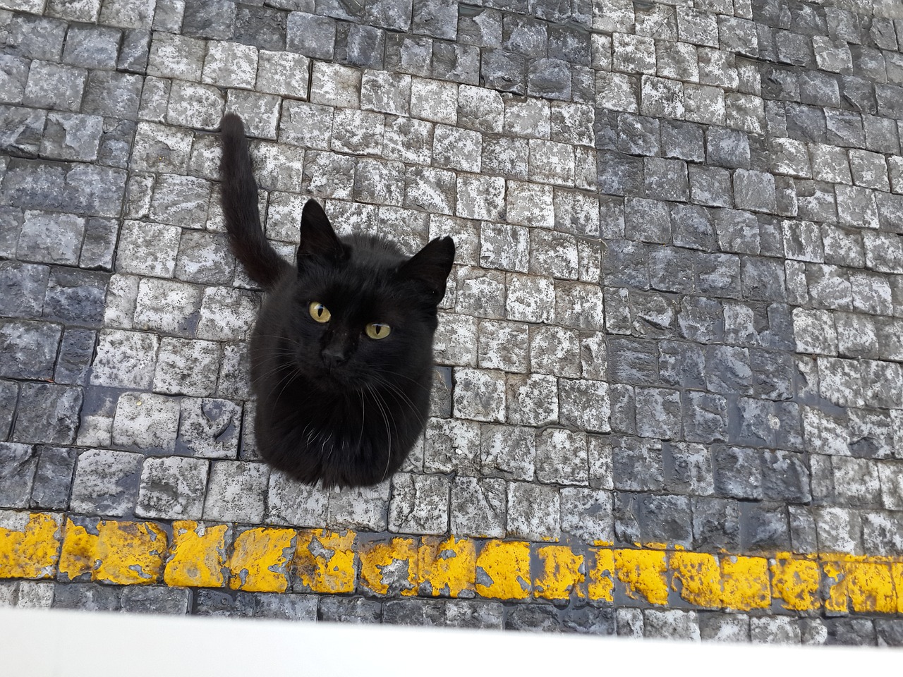 cat pavement stone free photo
