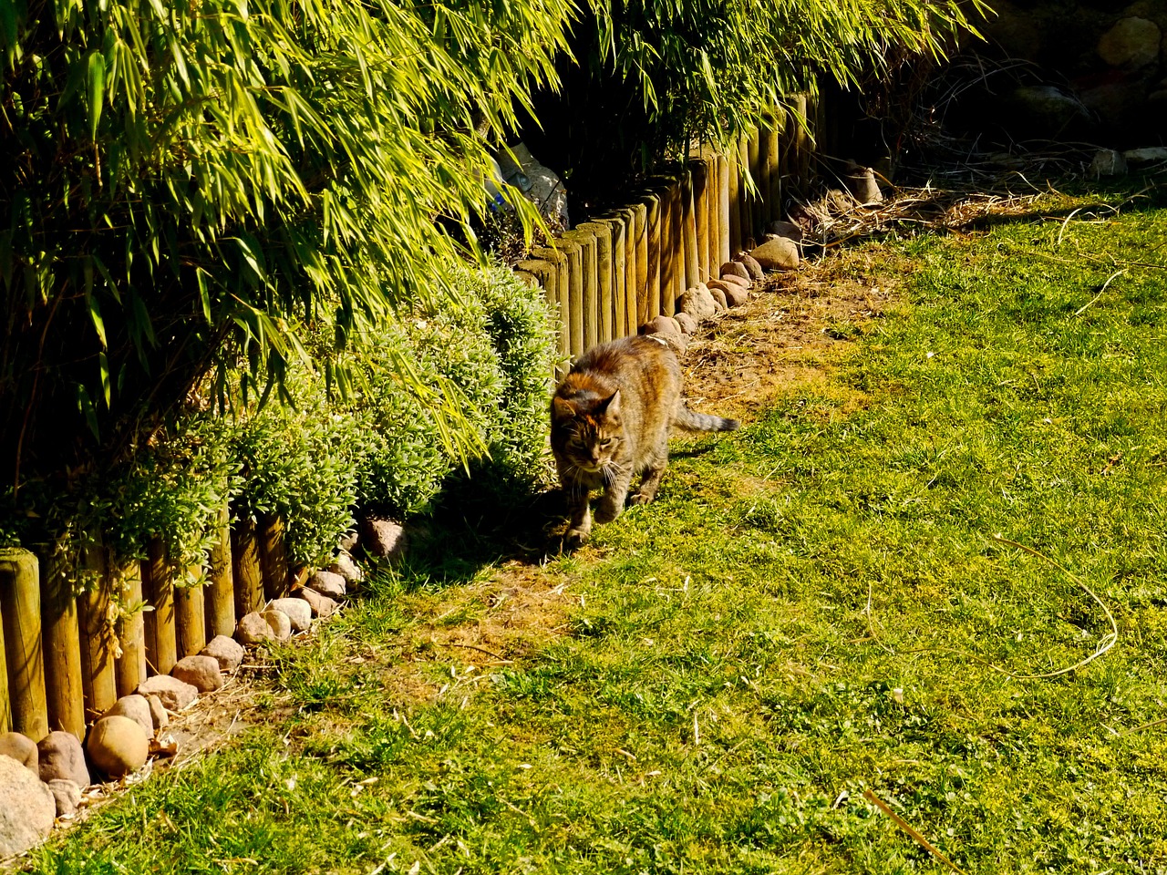 cat wildcat animal free photo