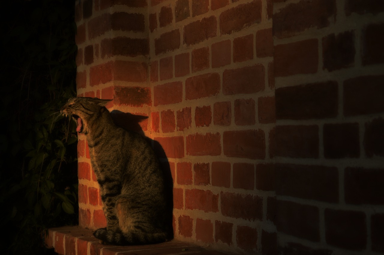 cat yawn animal free photo
