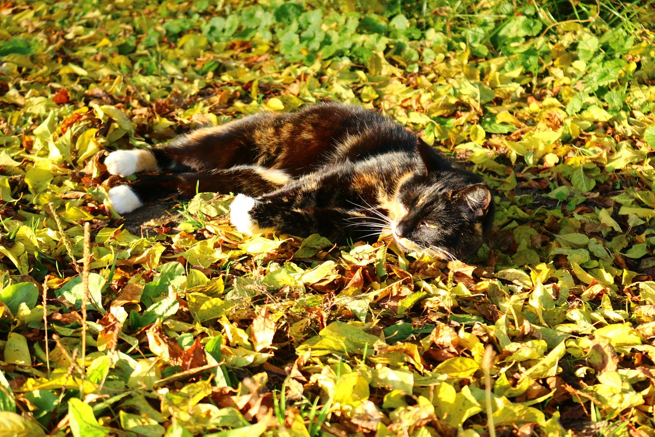 cat leaves autumn free photo