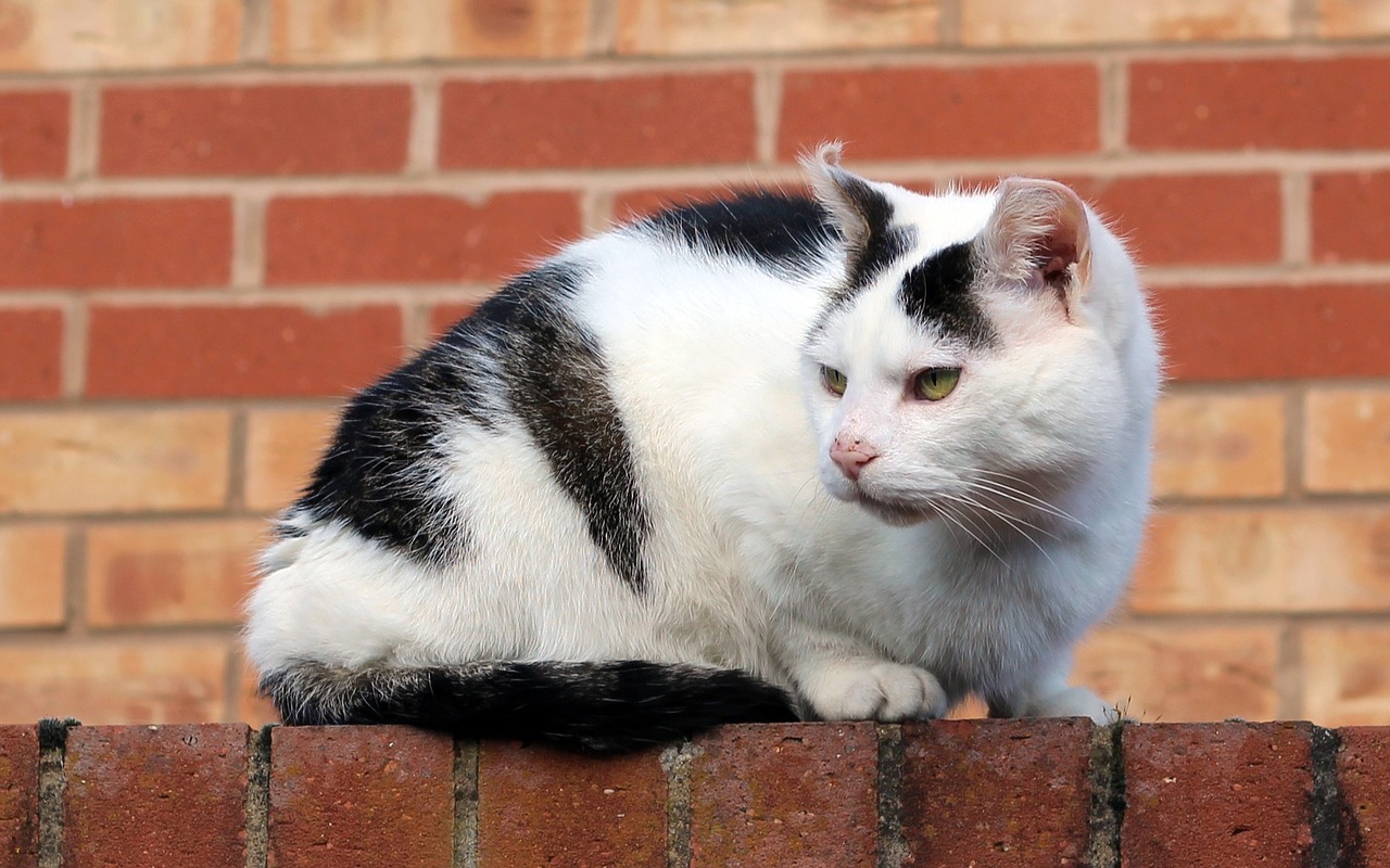 cat brick wall red brick free photo