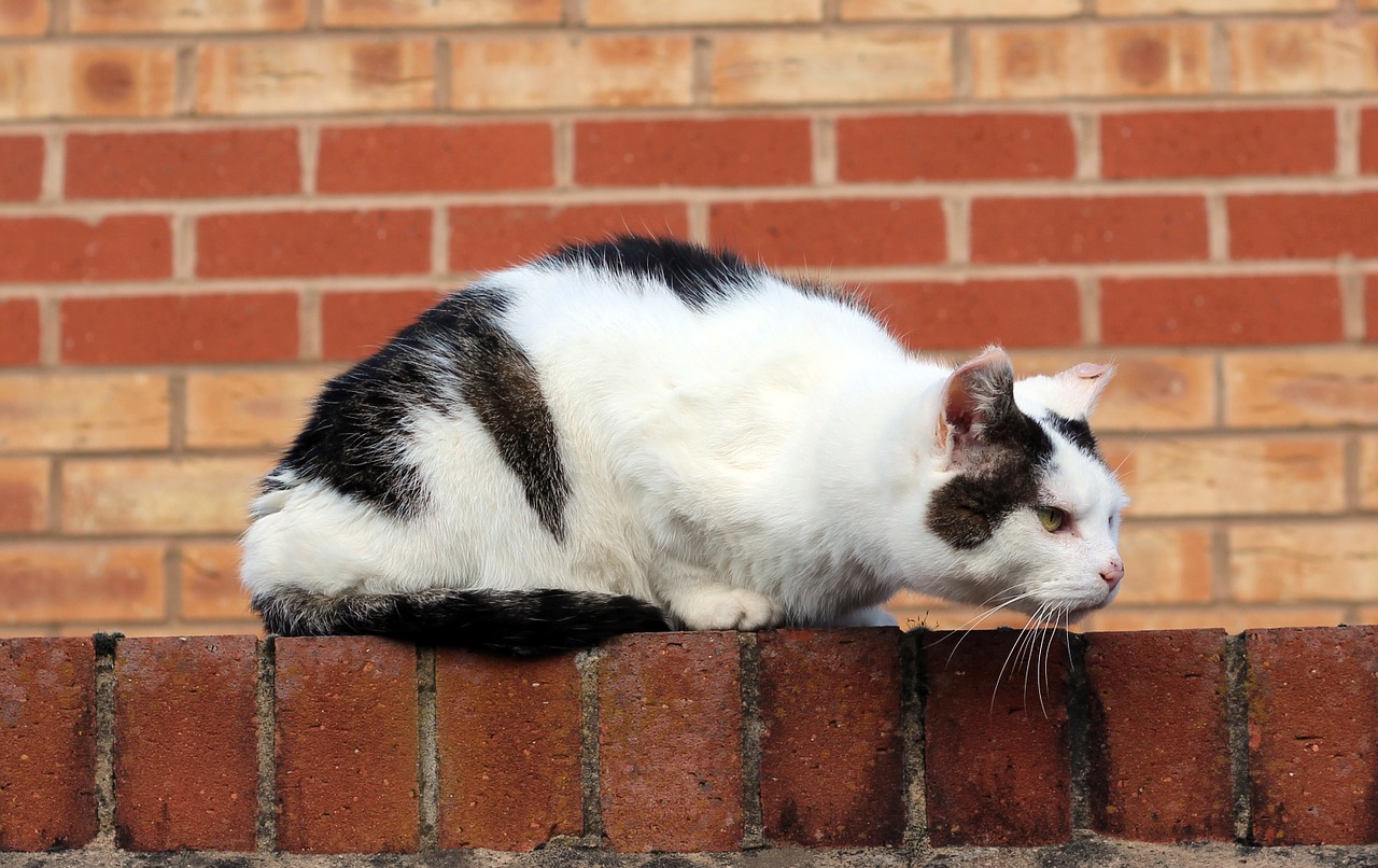 cat brick wall red brick free photo