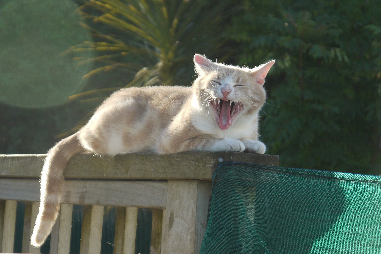 cat yawning funny cat free photo