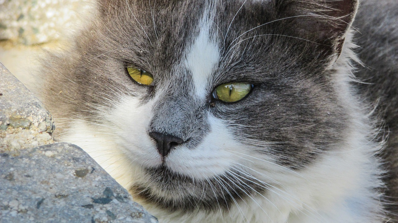 cat eyes gray free photo