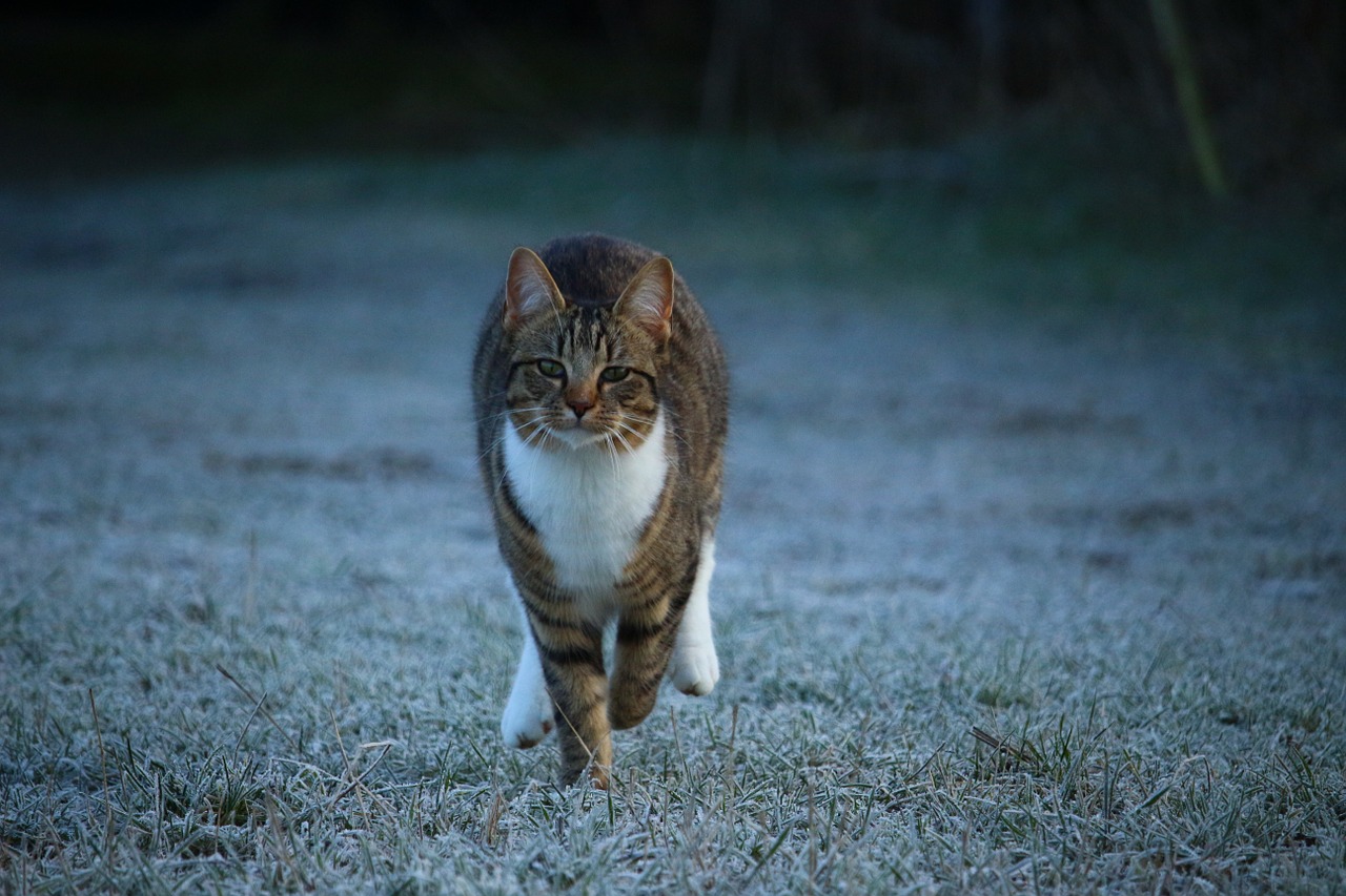 cat kitten winter free photo