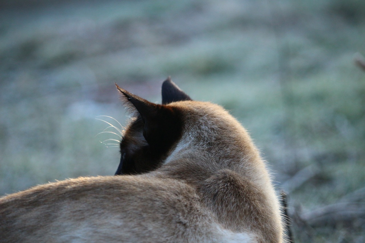 cat siamese cat siamese free photo