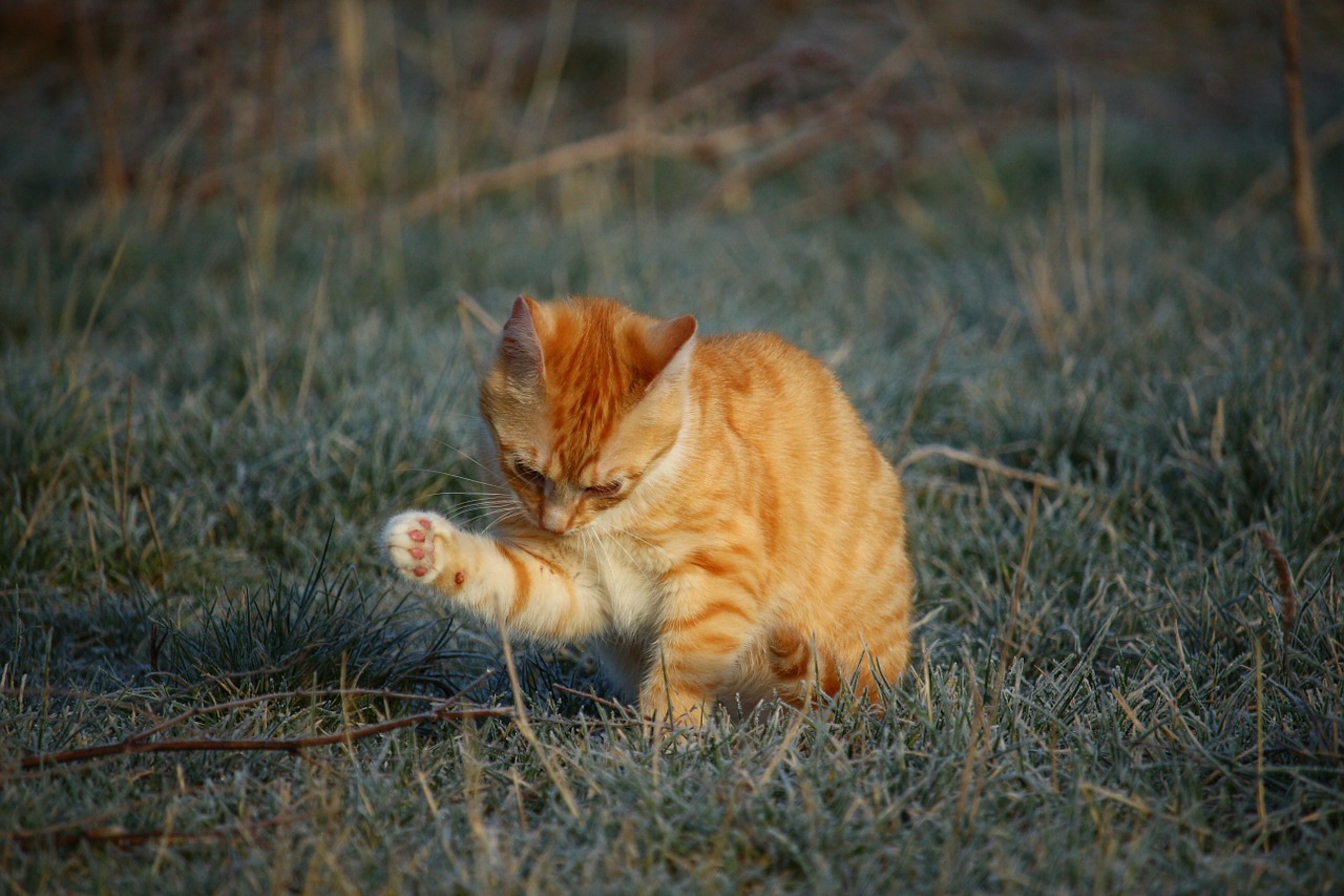 cat kitten red mackerel tabby free photo