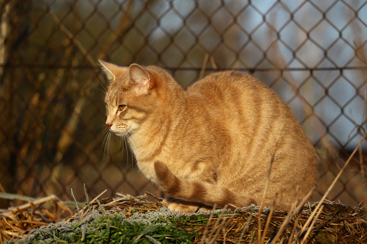 cat kitten mackerel free photo