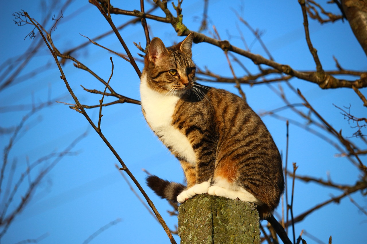 cat kitten mackerel free photo