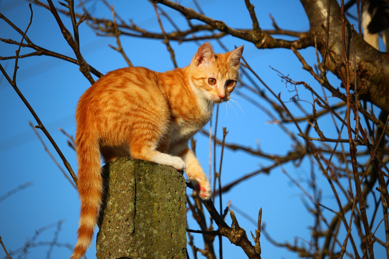 cat kitten mackerel free photo