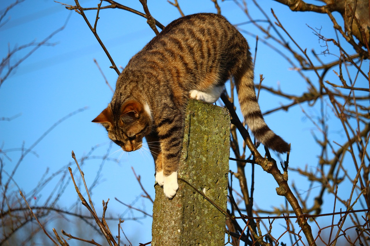 cat kitten mackerel free photo